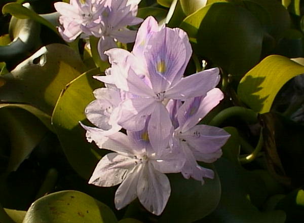 ホテイアオイの花