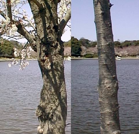 桜の樹皮