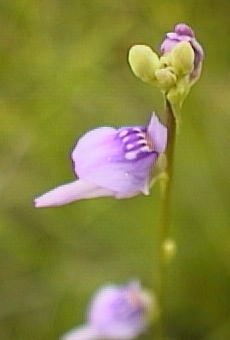 明石市産のミミカキグサの花