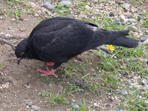 黒い鳩